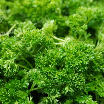 Parsley