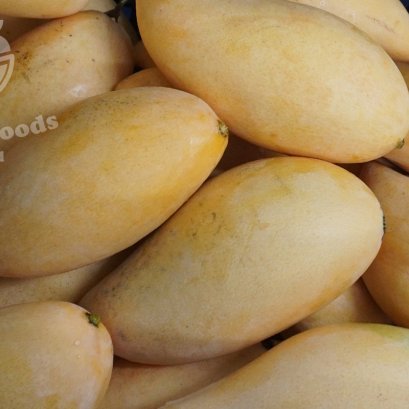 Ripe Nam Dok Mai mangoes