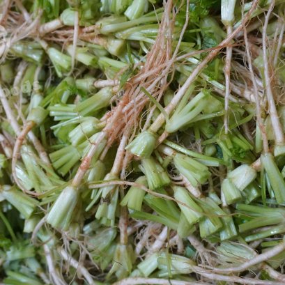 รากผักชีไทย