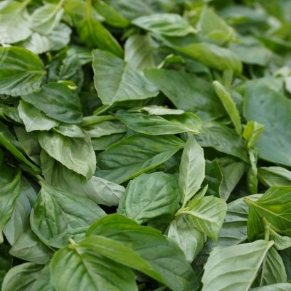 sweet basil