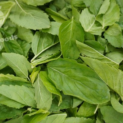 ใบกะเพราสด