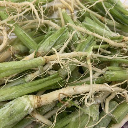 รากผักชี