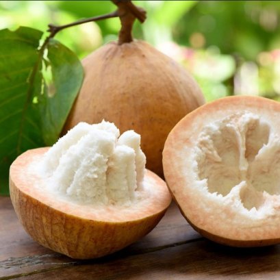 กระท้อน