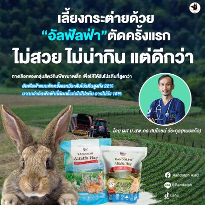 เลี้ยงกระต่ายด้วยอัลฟัลฟ่าตัดครั้งแรก
