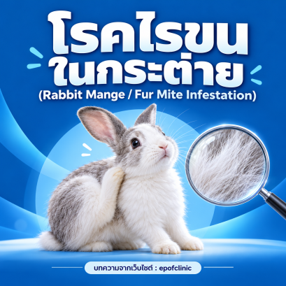 Rabbit Mange / Fur Mite Infestation