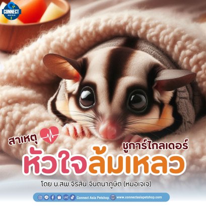 สาเหตุชูการ์ไกลเดอร์ หัวจล้มเหลว