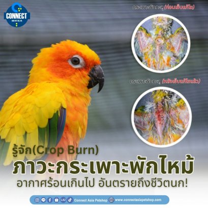 รู้จักภาวะกระเพาะไหม้(Crop Burn) อันตรายถึงชีวิตนก!