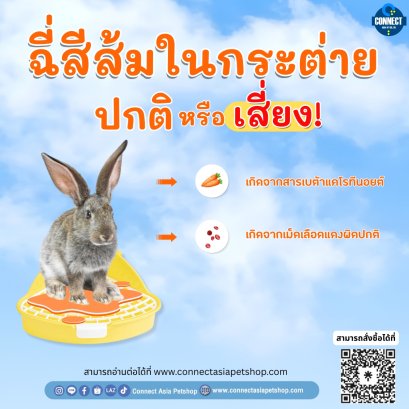 ฉี่สีส้มในกระต่าย ปกติ หรือ เสี่ยง