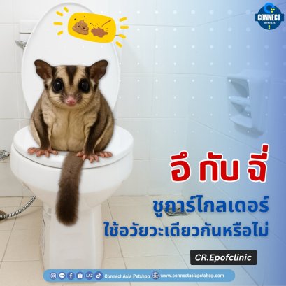 อึ กับ ฉี่ ชูการ์ไกลเดอร์ ใช้อวัยวะเดียวกันหรือไม่?