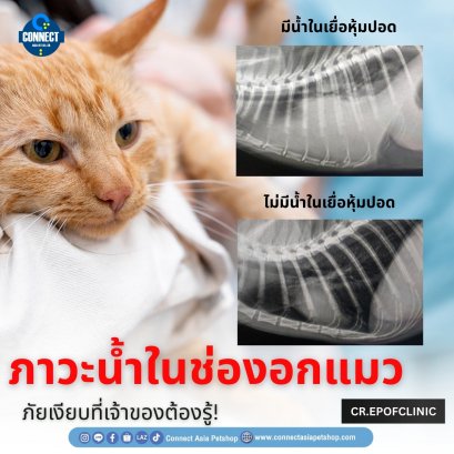 ภาวะน้ำในช่องอกแมว ภัยเงียบที่เจ้าของต้องรู้!