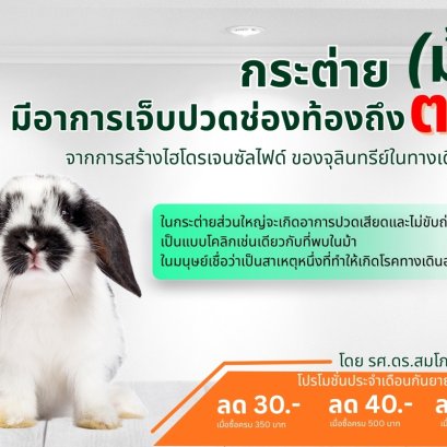 กระต่าย (ม้า) มีอาการเจ็บปวดช่องท้องถึงตายจากการสร้างไฮโดรเจนซัลไฟด์ของจุลินทรีย์ในทางเดินอาหาร!