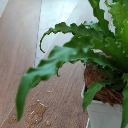 กระเบื้องยาง SPC 