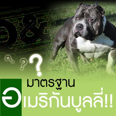 มาตรฐานอเมริกันบูลลี่ Standard Bully / Exotic Bully เอ็กโซติกบูลลี่คืออะไร?