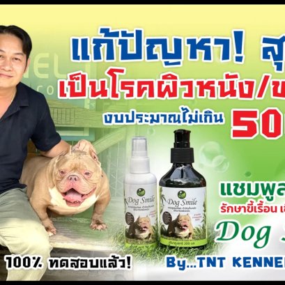 แก้ปัญหาสุนัขเป็นโรคผิวหนัง ขนร่วง งบประมาณไม่เกิน 500 บาท (ภาค 2)