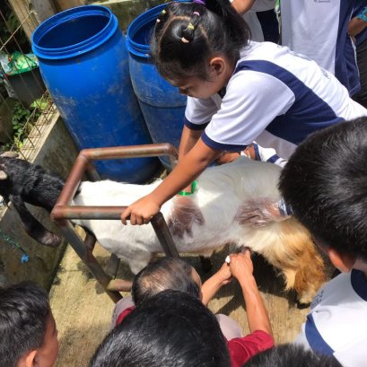 Memerah dan Meminum Susu Segar