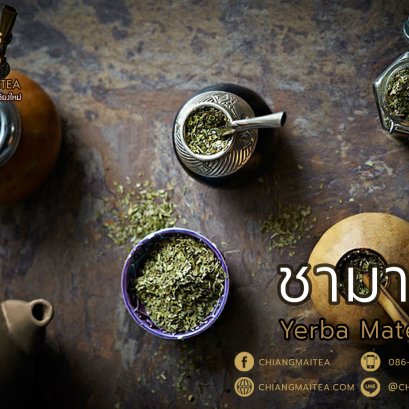 ‘เยอร์บา มาเต’ สมุนไพรจากอเมริกาใต้ บอกเลย “อร่อยมากกกก”