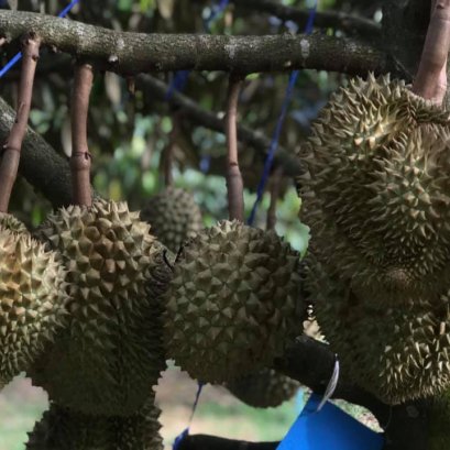 ทุเรียนภูเขาไฟ