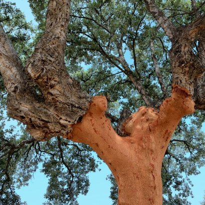 Cork Types Explained: Natural vs. Technical vs. Synthetic