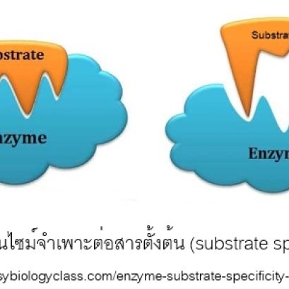 คุณสมบัติและกลไกการทำงานของเอนไซม์