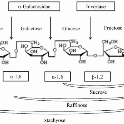 คุณสมบัติของอัลฟากาแลคโตซิเดส (α-galactosidase)