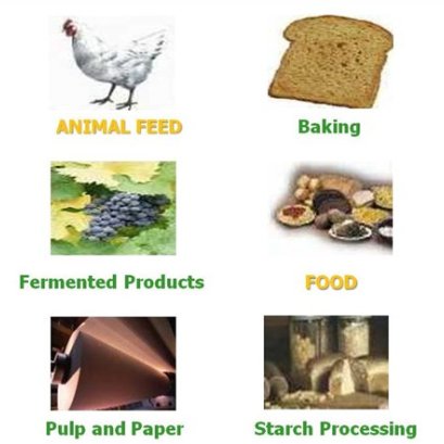 ประโยชน์ของเอนไซม์ในอุตสาหกรรมต่าง ๆ