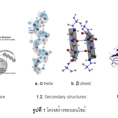 ความรู้พื้นฐานเกี่ยวกับเอนไซม์