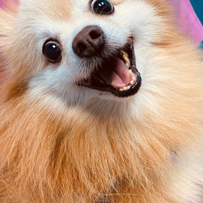 เห็บ พาหะนำโรคพยาธิเม็ดเลือด ร้ายกว่าที่คิด