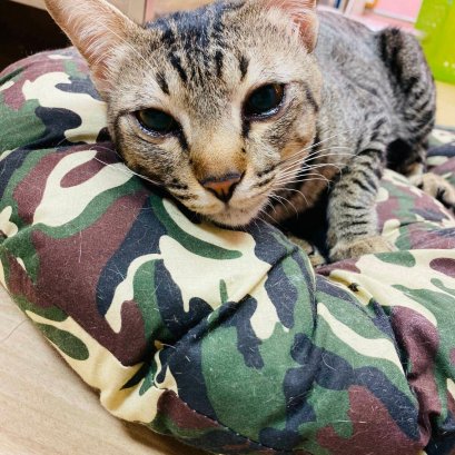 น้องหมา น้องแมวน้ำตาไหลตลอดเวลา จริงเหรอที่น้องร้องไห้ ?