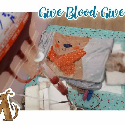 GIVE BLOOD GIVE LIFE ให้เลือดให้ชีวิต
