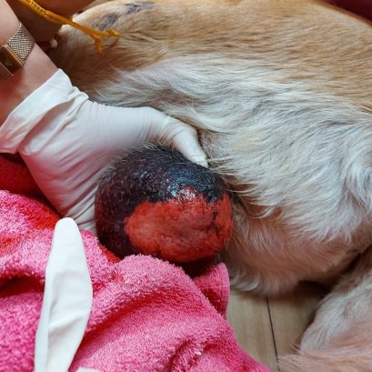 แมลงสัตว์ กัดต่อย แล้วแพ้ทำอย่างไร??