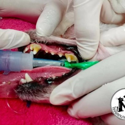 เราจำเป็นต้องขูดหินปูนให้สุนัขและแมวไหมนะ