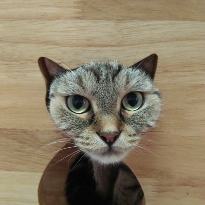 วัคซีนในแมว