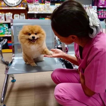 วัคซีนในสุนัข