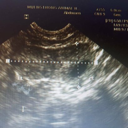 โรคต่อมลูกหมากโตในสุนัข