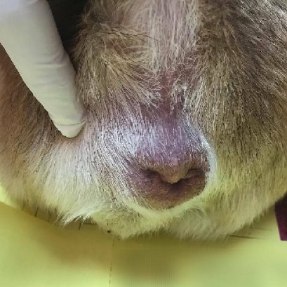 ภาวะไส้เลื่อนข้างก้น (Perineal hernia) 