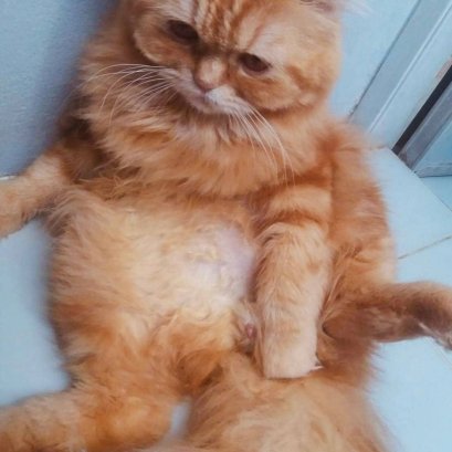 ภาวะทองแดง (cryptorchidism) ในสุนัขและแมวเพศผู้