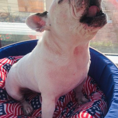 ภาวะผิวหนังอักเสบจากภูมิแพ้ในสุนัข ( canine atopic dermatitis )