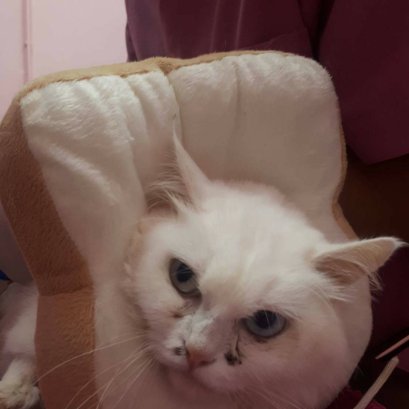 โรค สปอโรทริโคสิสในแมว 