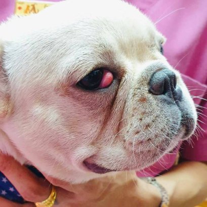 โรคภาวะหนังตาที่สามโผล่ยื่นออกมา หรือเรียกง่ายๆว่า cherry eye