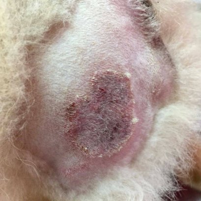 สุนัข แมว ที่มีอาการคัน ขนร่วง เป็นเชื้อราหรือเปล่า ?