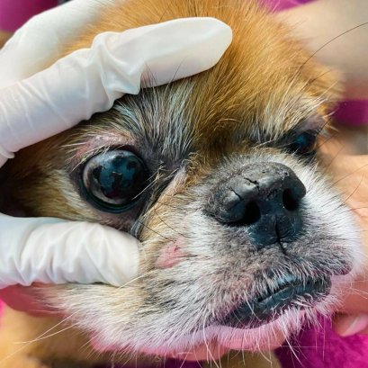 ภาวะตาแห้งในสัตว์เลี้ยง เรื่องใกล้ตัวของคนรักสัตว์
