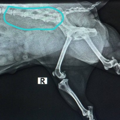 ภาวะหมอนรองกระดูกทับเส้นประสาท (IVDD : intervertebral disc disease)