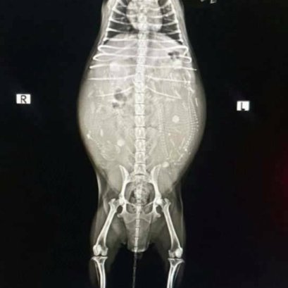 จะรู้ได้ยังว่าสุนัขของเราตั้งท้องแล้ว???