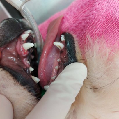 สุนัขของคุณมีฟันซ้อนกันหรือไม่ เจ้าของเคยสังเกตกันไหมคะ???