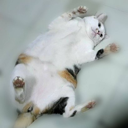 แมวอ้วน ปัญหาใหญ่กว่าที่คิด