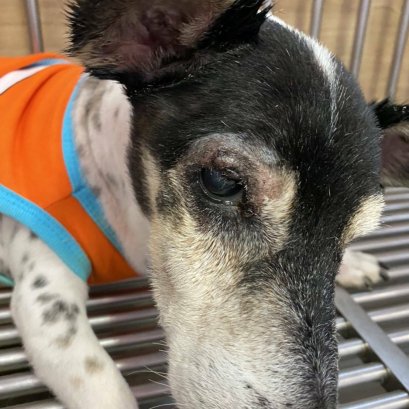 น้องหมาศัลยกรรมทำตาสวย ! 