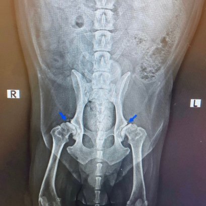 โรคข้อสะโพกเสื่อม (Hip dysplasia) ภัยเงียบใกล้ตัวสุนัข
