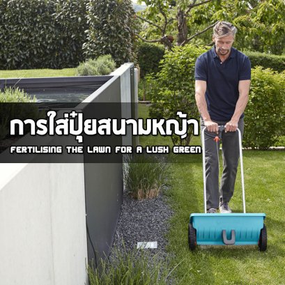 การใส่ปุ๋ยให้สนามหญ้า 