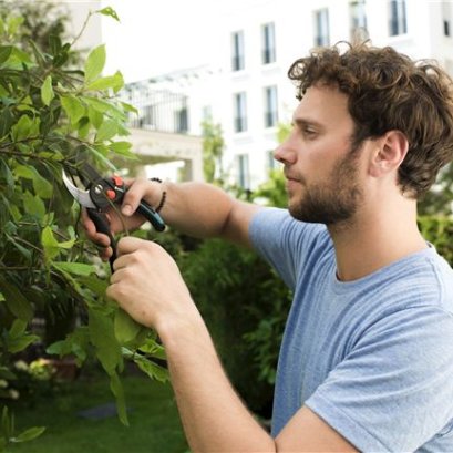 การตัดแต่งกิ่งต้นไม้: สิ่งที่คุณควรจำ