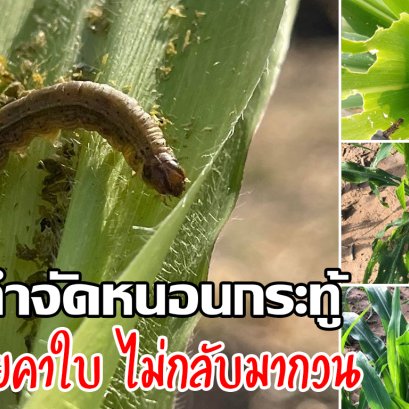 วิธีกำจัดหนอนกระทู้ในข้าวโพดให้ตายคาใบ